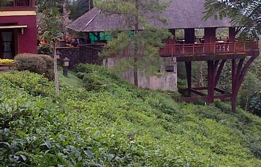 Informasi Kebun Teh Wisata Agro Wonosari – Lokasi , Jam Operasional, Fasilitas Dan Harga Tiket Masuk
