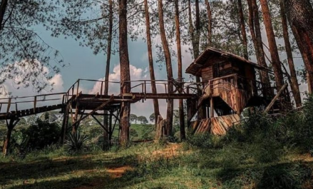 hutan pinus rahong