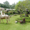 Nirwana Stable
