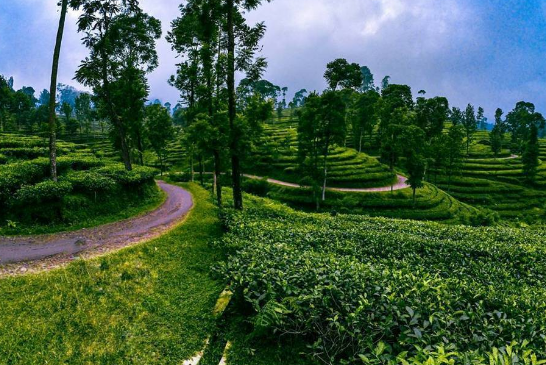 kebun teh pagilaran